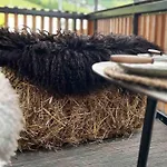 The Nest
